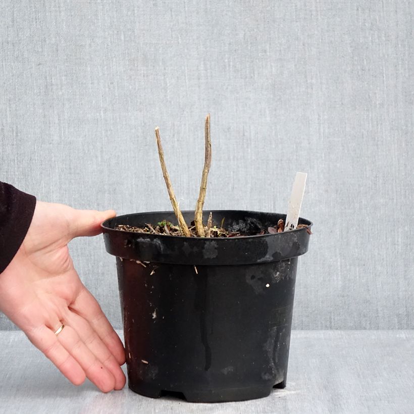 Phlox paniculata Adinda 2L/3L pot sample as delivered in winter