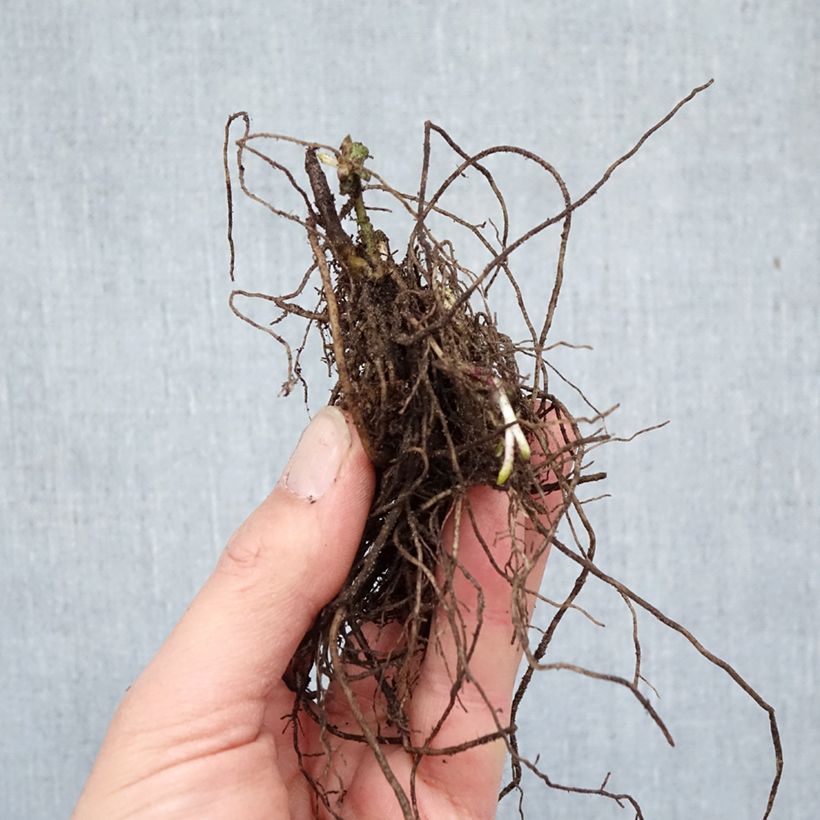 Phlox paniculata Adinda Bare root sample as delivered in winter