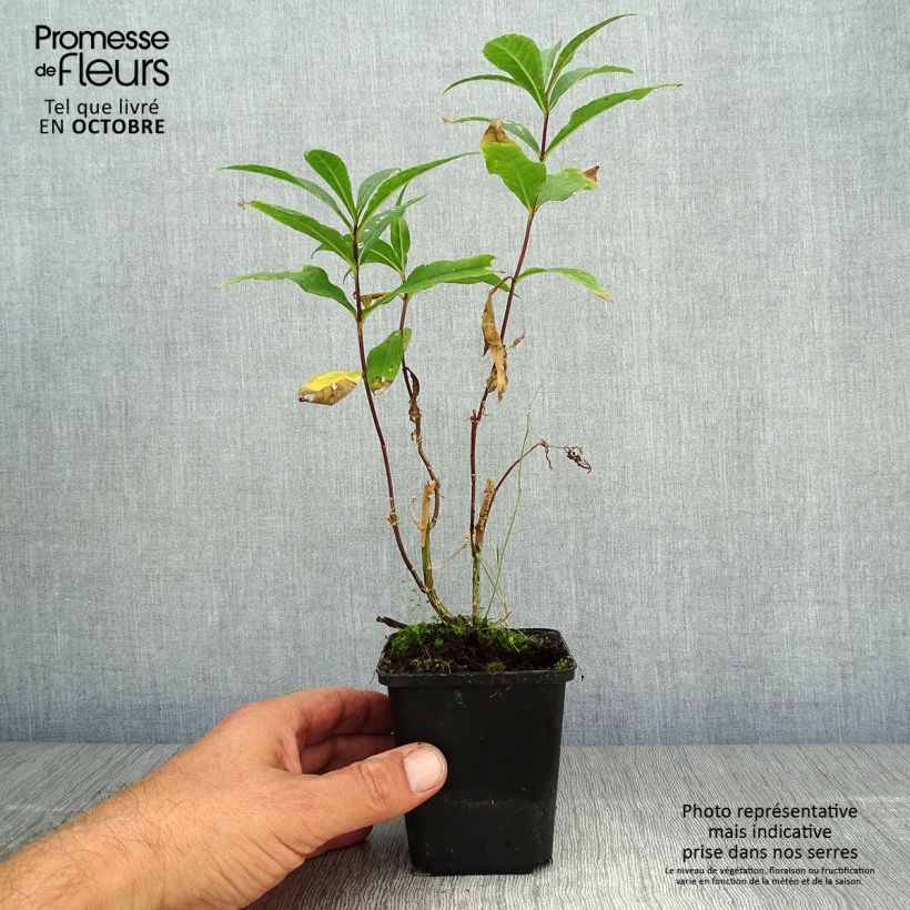 Phlox paniculata Amethyst 8/9 cm pot sample as delivered in autumn