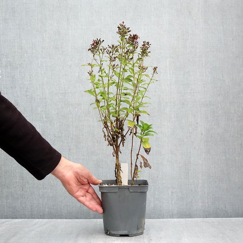 Phlox paniculata Aureole 2L/3L pot sample as delivered in autumn