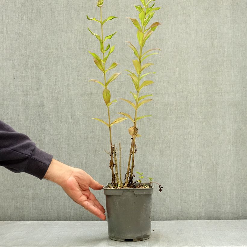 Phlox paniculata Aureole 2L/3L pot sample as delivered in summer