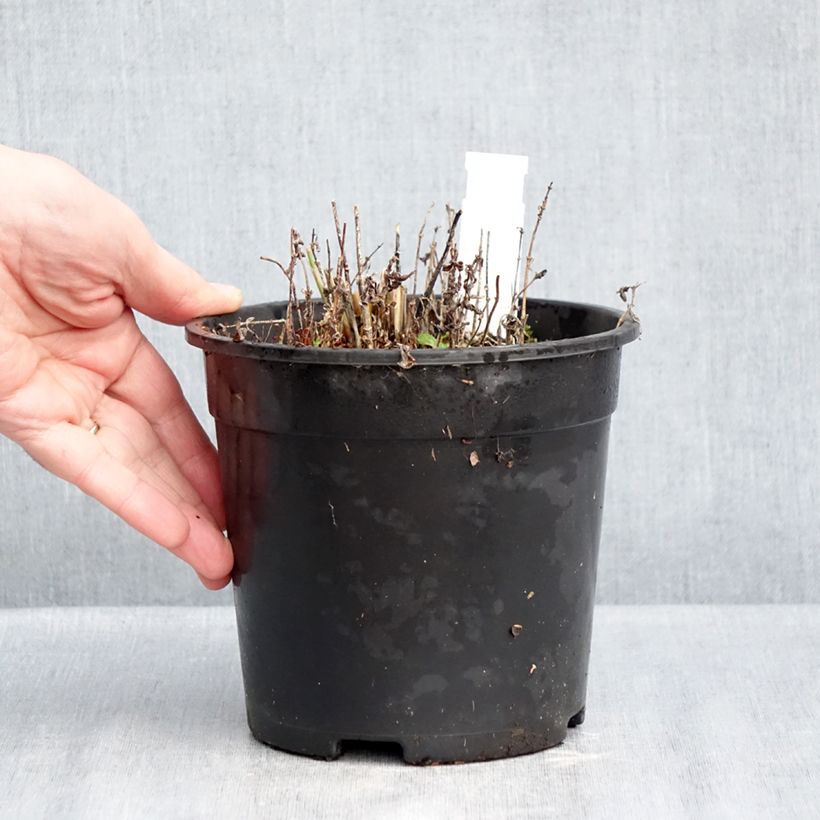 Phlox paniculata Aureole 2L/3L pot sample as delivered in winter