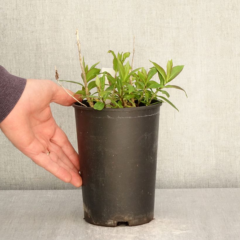 Phlox paniculata Bambini Candy Crush 2L/3L pot sample as delivered in spring
