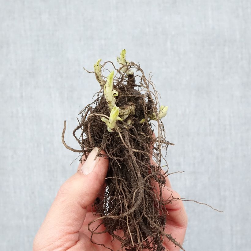 Phlox paniculata Bambini Candy Crush Bare root sample as delivered in winter
