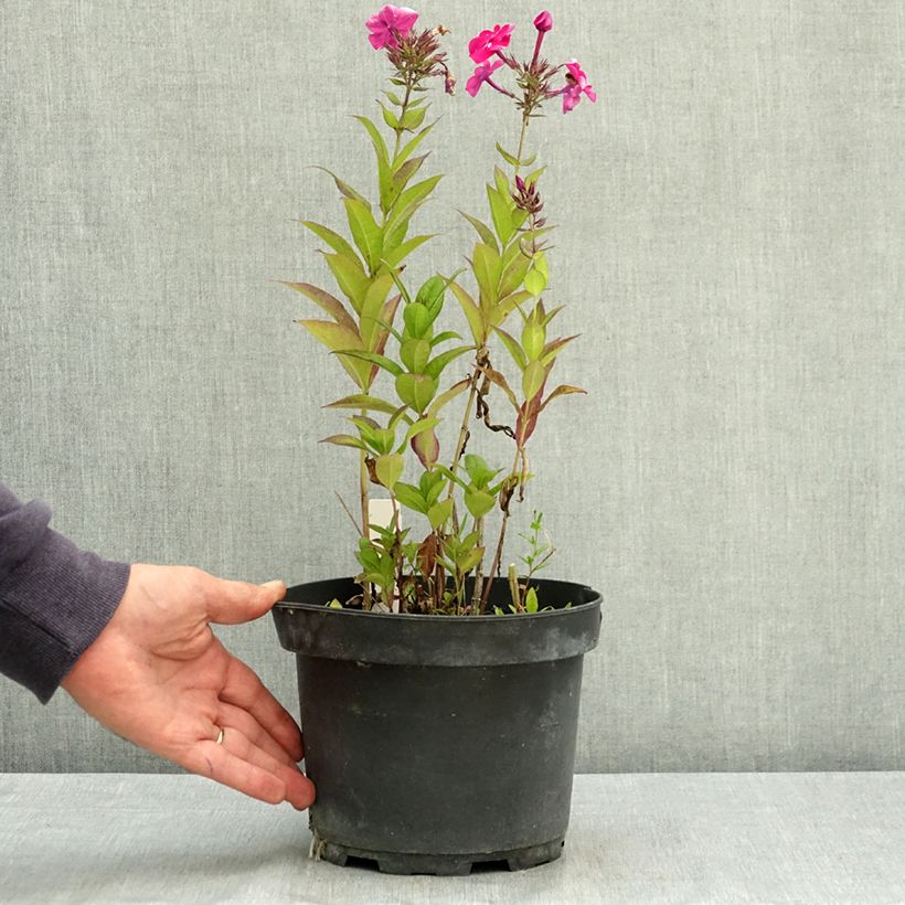 Phlox paniculata Bambini Desire Pot de 2L/3L sample as delivered in summer