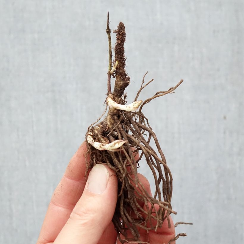 Phlox paniculata Bambini Desire Bare root sample as delivered in winter