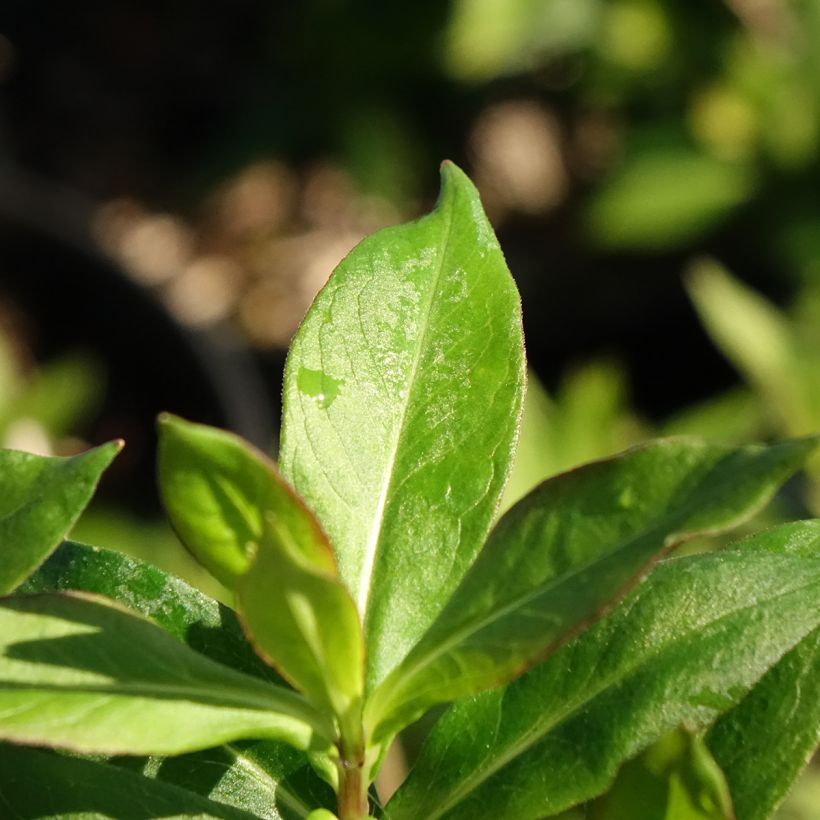 Phlox paniculata Bambini Sweet Tart Versweta (Foliage)