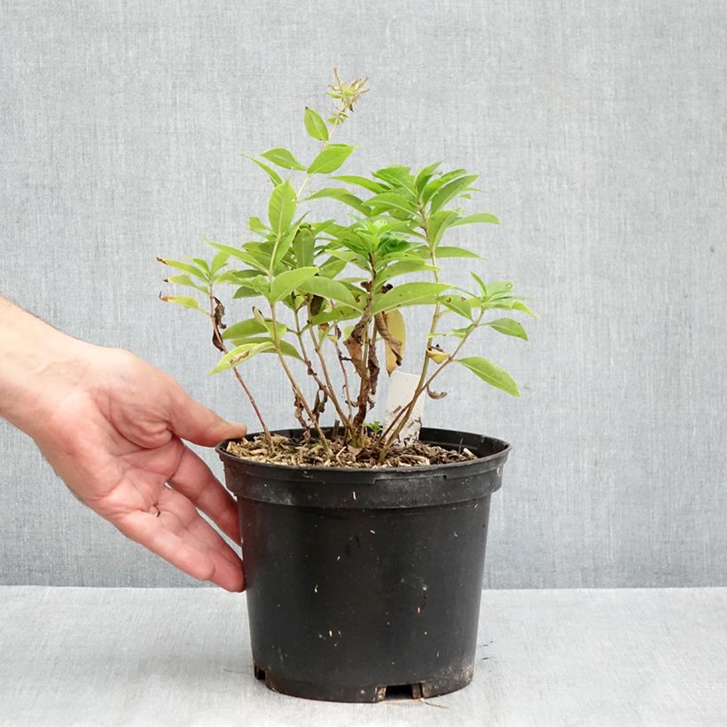 Phlox paniculata Bambini Sweet Tart Versweta 2L/3L pot sample as delivered in autumn