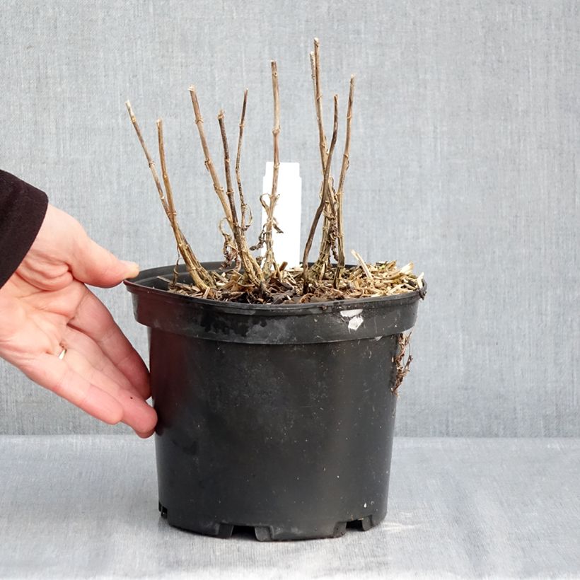 Phlox paniculata Bambini Sweet Tart Versweta 2L/3L pot sample as delivered in winter