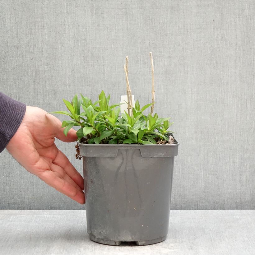 Phlox paniculata Bambini Sweet Tart Versweta 2L/3L pot sample as delivered in spring