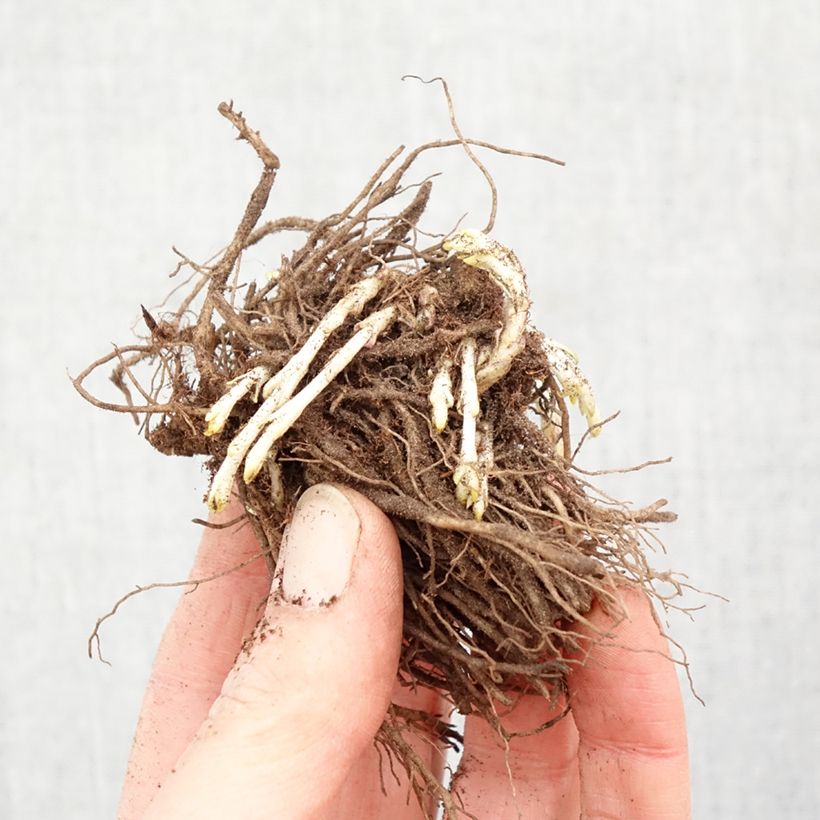 Phlox paniculata Bambini Sweet Tart Versweta Bare root sample as delivered in winter