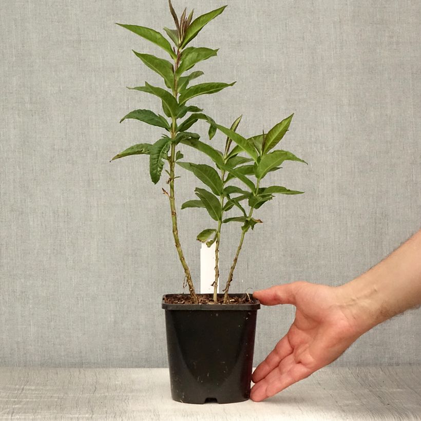 Phlox paniculata Bright Eyes 1.5L/2L pot sample as delivered in summer