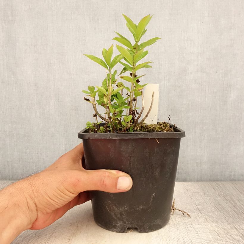Phlox paniculata Butonik 2L/3L pot sample as delivered in summer