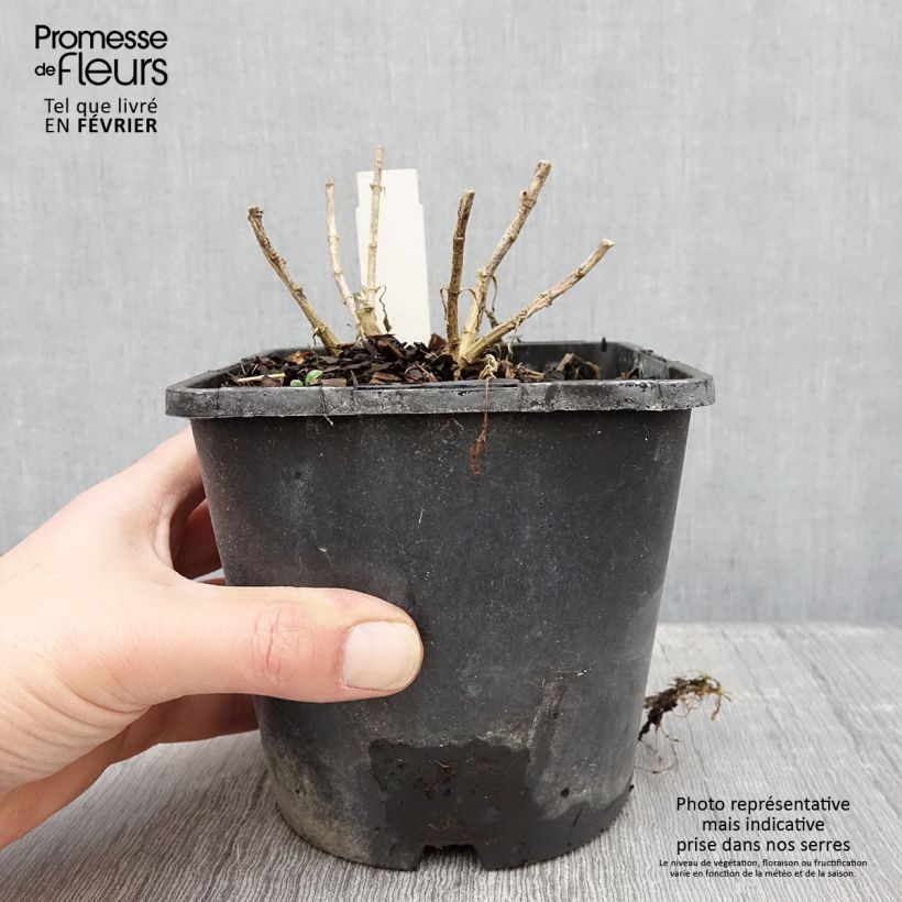 Phlox paniculata Butonik 2L/3L pot sample as delivered in winter