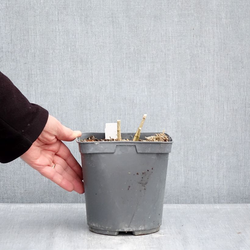 Phlox paniculata Cleopatra 2L/3L pot sample as delivered in winter