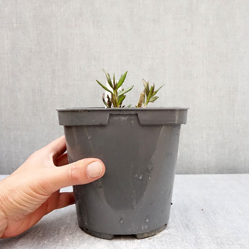 Phlox paniculata Cleopatra 2L/3L pot sample as delivered in spring