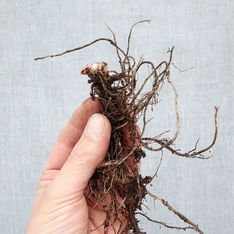 Phlox paniculata Cleopatra Bare root sample as delivered in winter