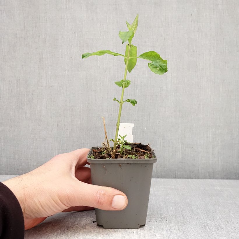 Phlox paniculata Elisabeth 8/9 cm pot sample as delivered in spring