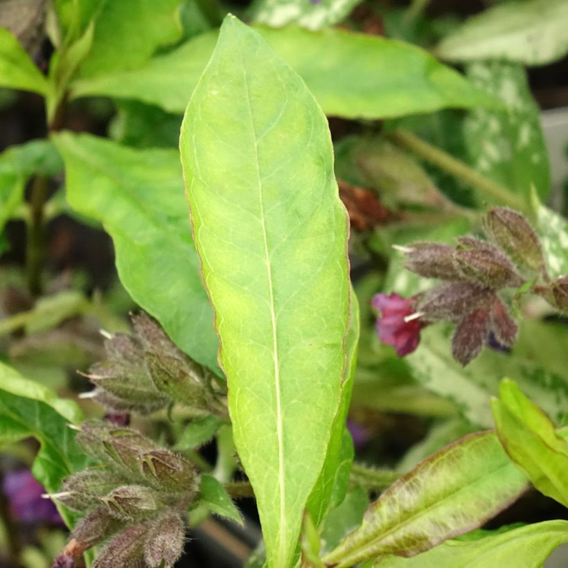 Phlox paniculata Elisabeth (Foliage)