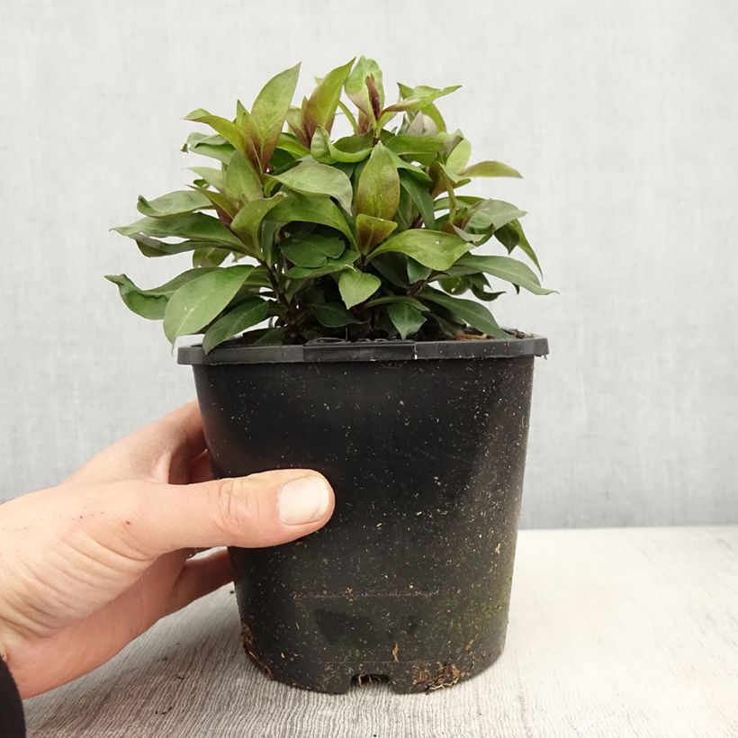 Phlox paniculata Famous Cerise 1.5L/2L pot sample as delivered in spring