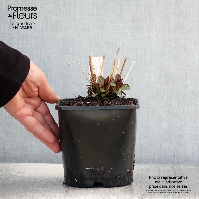 Phlox paniculata Famous Purple 2L/3L pot sample as delivered in spring