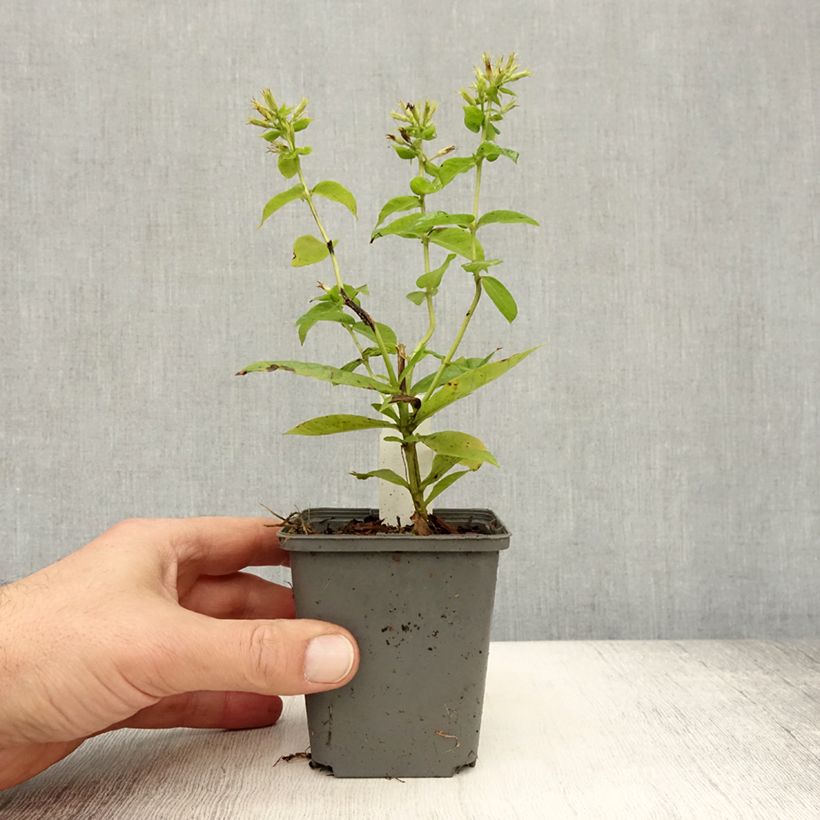 Phlox paniculata Flame White 8/9 cm pot sample as delivered in autumn