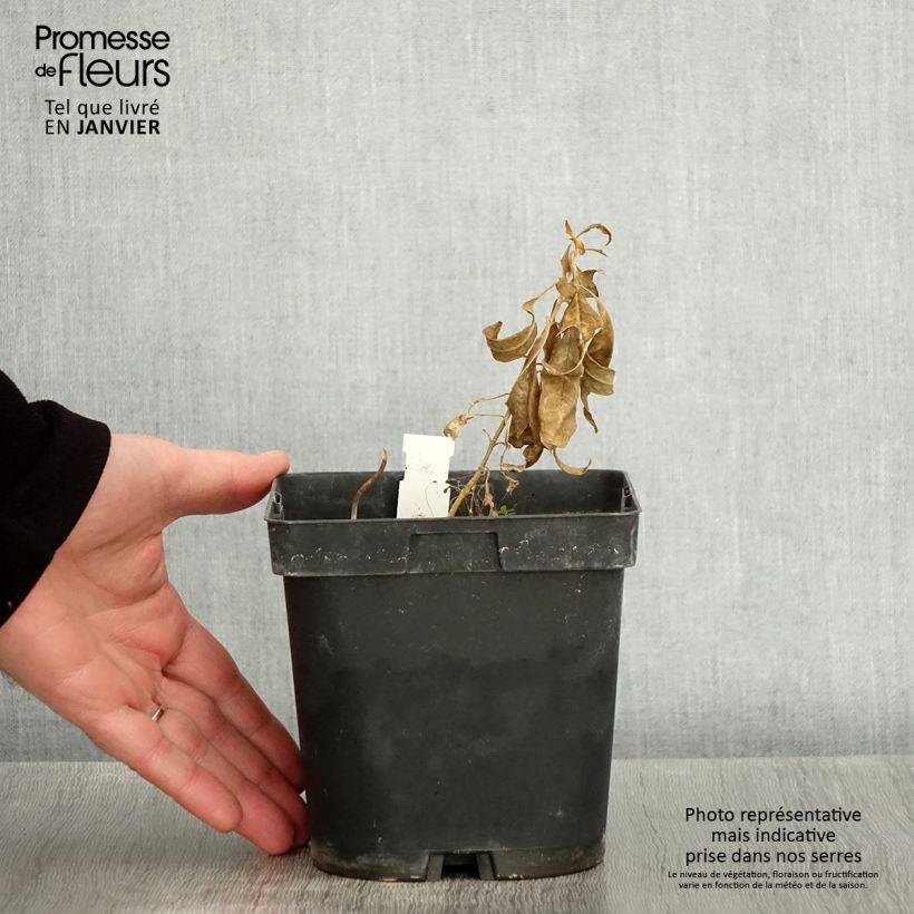 Phlox paniculata Fujiyama 2L/3L pot sample as delivered in winter