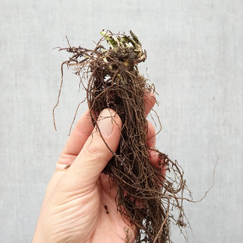 Phlox paniculata Graf Zeppelin Bare root sample as delivered in winter