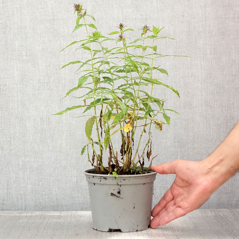 Phlox paniculata Hesperis 2L/3L pot sample as delivered in summer