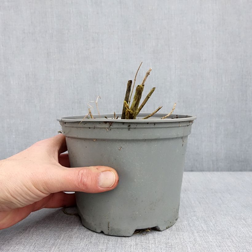 Phlox paniculata Hesperis 2L/3L pot sample as delivered in winter