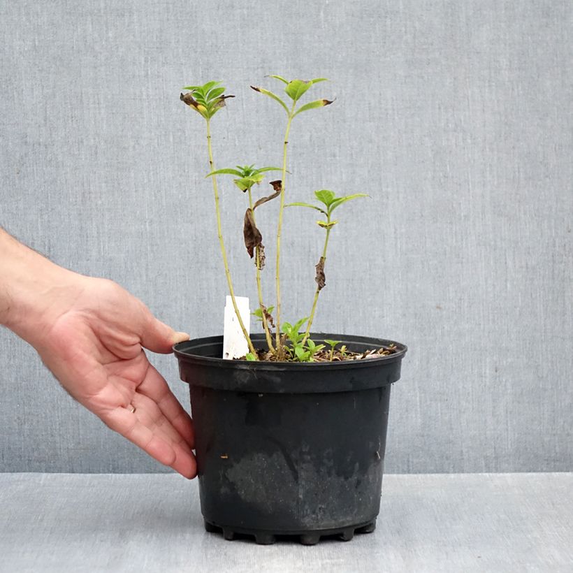 Phlox paniculata Jade 2L/3L pot sample as delivered in autumn