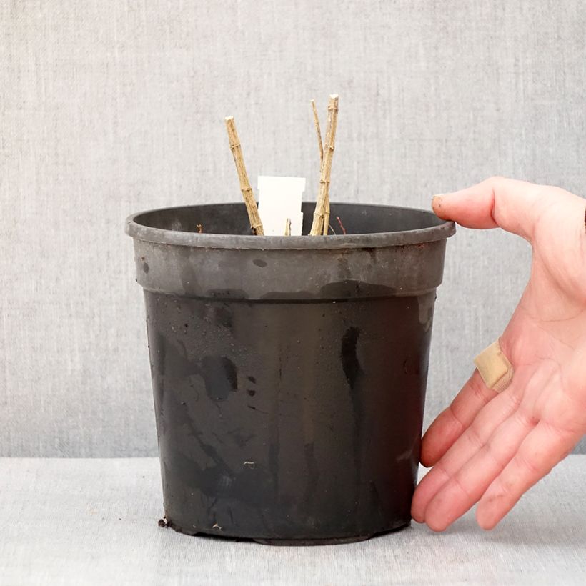 Phlox paniculata Jade 2L/3L pot sample as delivered in winter