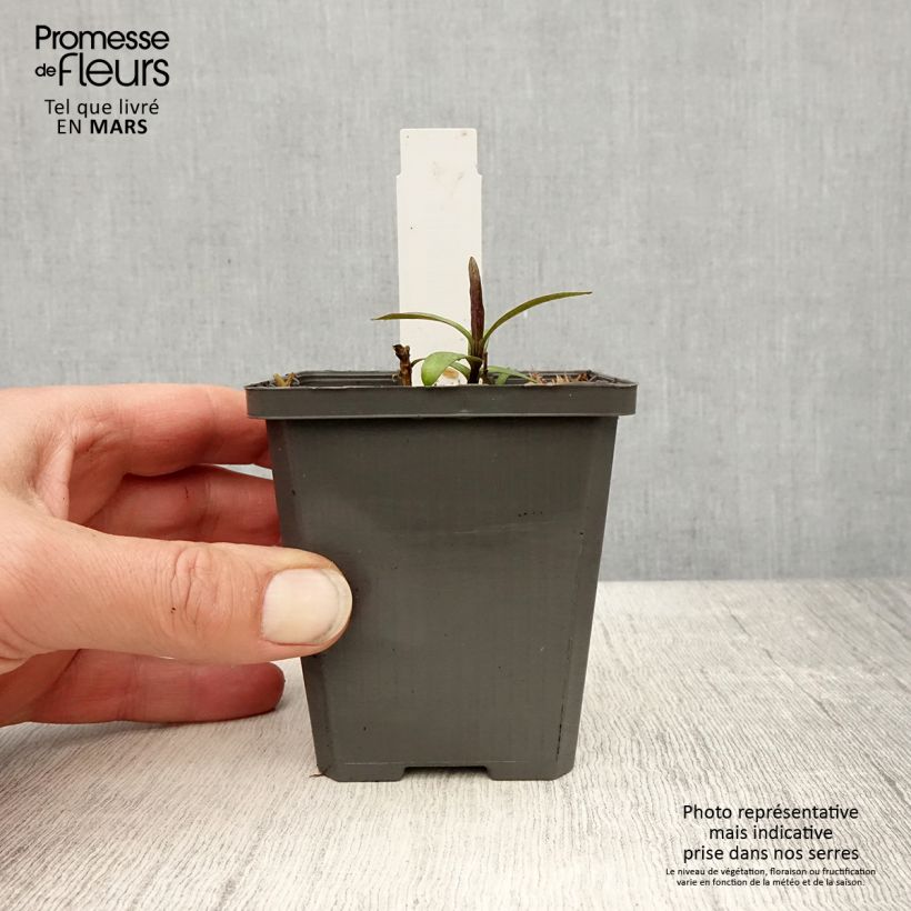 Phlox paniculata Jeana 8/9 cm pot sample as delivered in spring