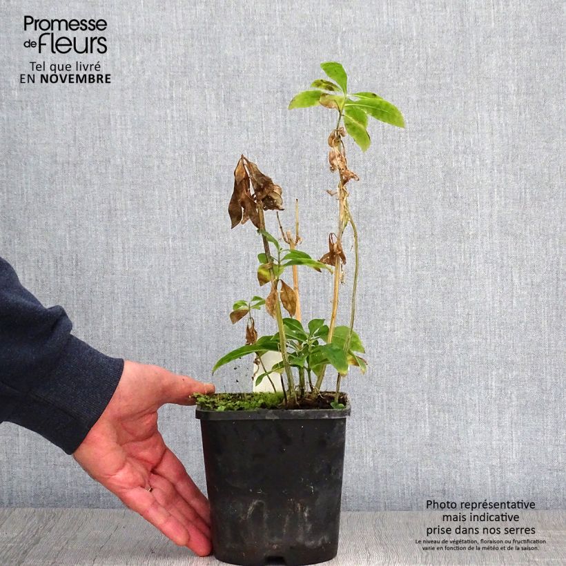 Phlox paniculata Laura 1.5L/2L pot sample as delivered in autumn