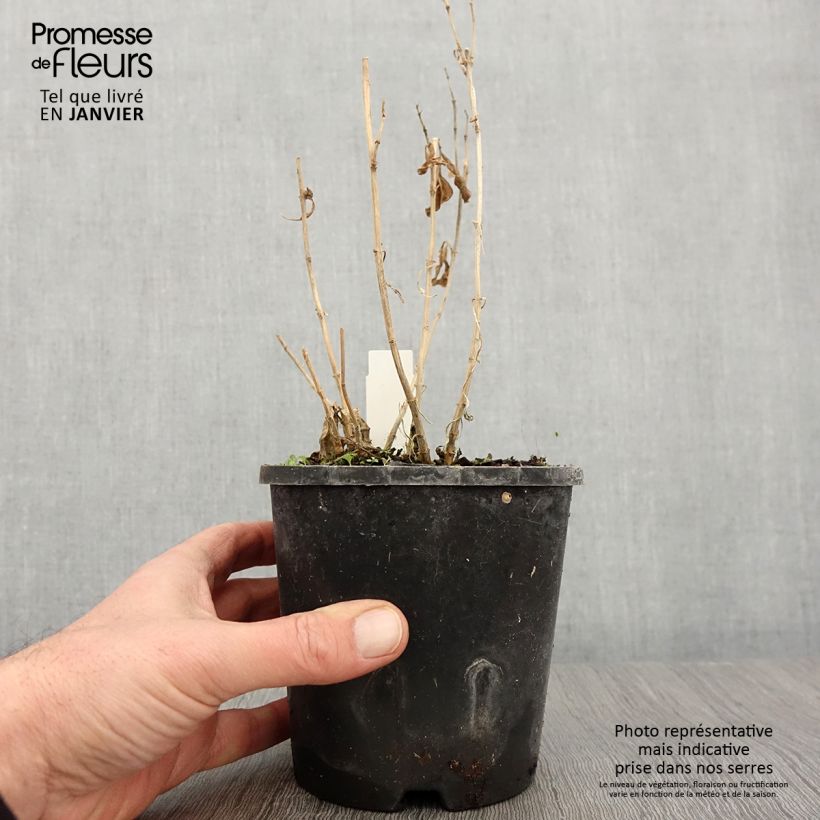 Phlox paniculata Laura 1.5L/2L pot sample as delivered in winter