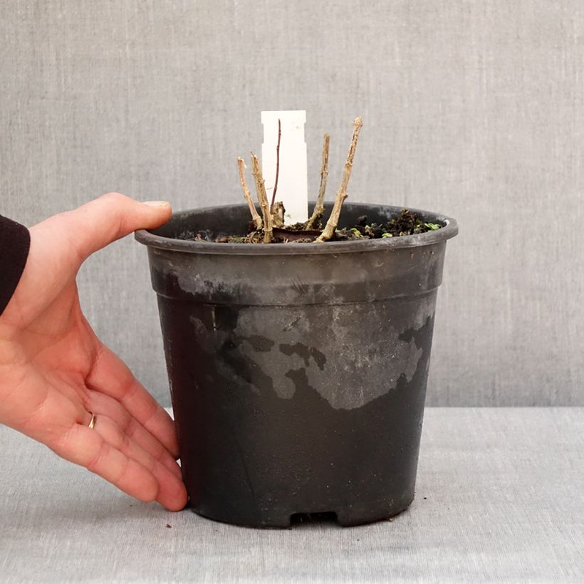 Phlox paniculata Little Laura 2L/3L pot sample as delivered in winter