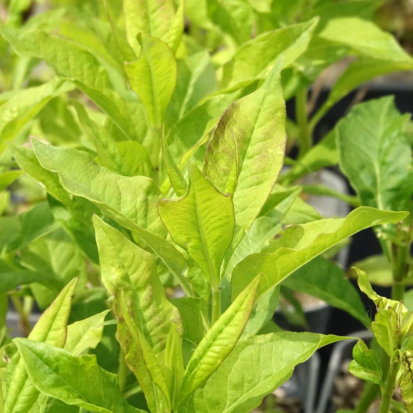 Phlox paniculata Mikes Favourite (Foliage)
