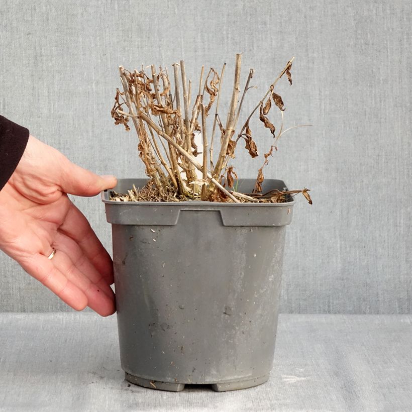 Phlox paniculata Mikes Favourite 2L/3L pot sample as delivered in winter