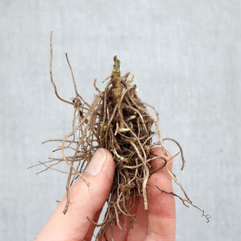 Phlox paniculata Mikes Favourite Bare root sample as delivered in winter