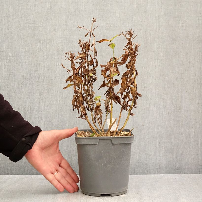 Phlox paniculata Modern Art 2L/3L pot sample as delivered in autumn