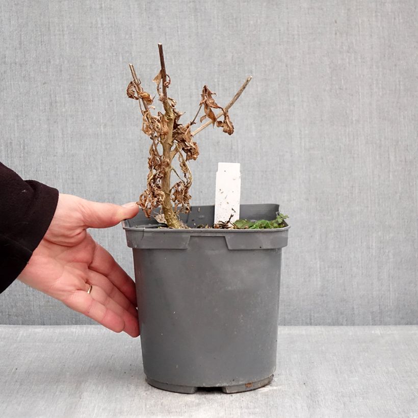 Phlox paniculata Modern Art 2L/3L pot sample as delivered in winter