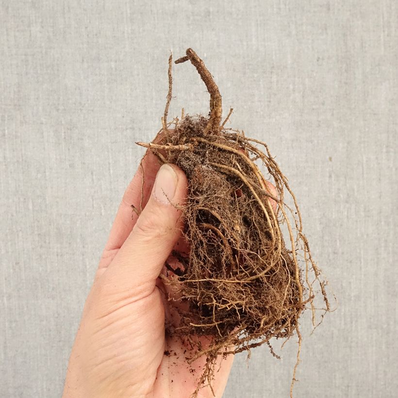 Phlox paniculata Olympus Bare root sample as delivered in winter