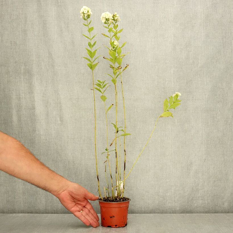 Phlox paniculata Orchid Green 12cm pot sample as delivered in summer