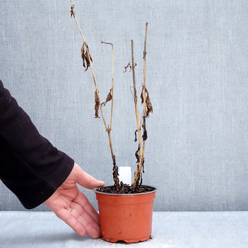 Phlox paniculata Orchid Yellow 12cm pot sample as delivered in winter