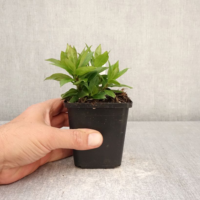 Phlox paniculata Pink Eye Flame 8/9 cm pot sample as delivered in spring