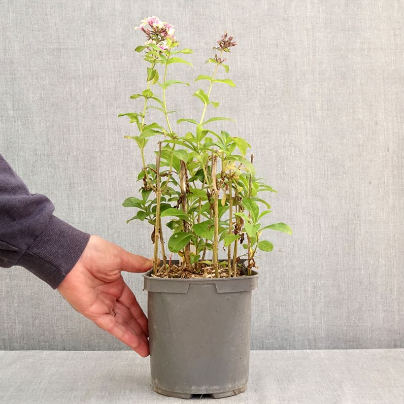 Phlox paniculata Sherbet Blend 2L/3L pot sample as delivered in autumn