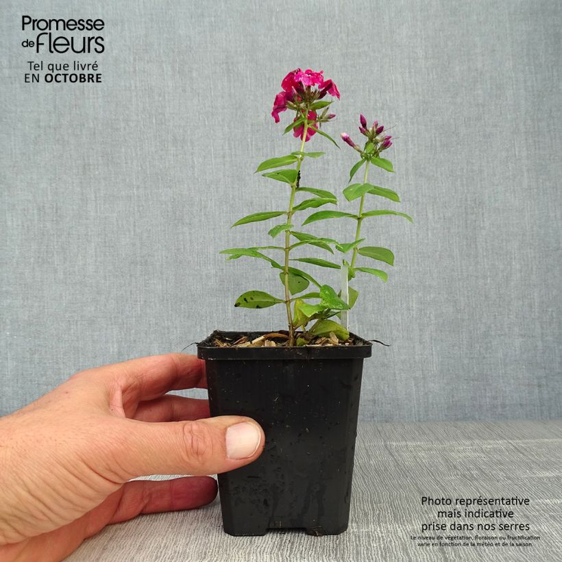 Phlox paniculata Starfire 8/9 cm pot sample as delivered in autumn