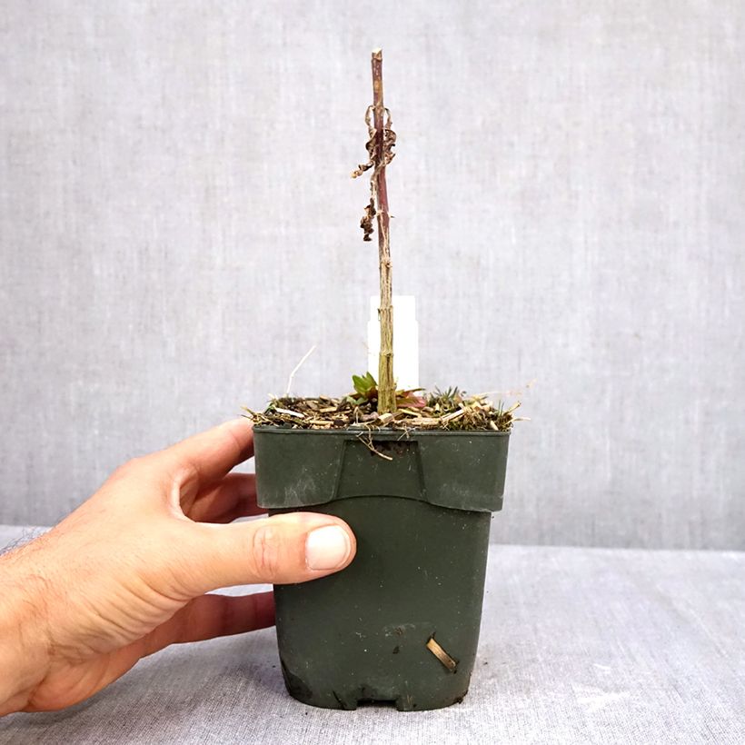 Phlox paniculata Starfire 1.5L/2L pot sample as delivered in autumn