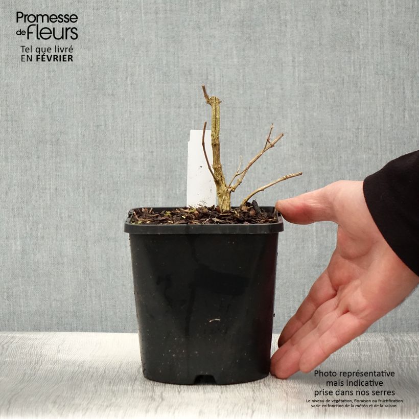 Phlox paniculata Starfire 1.5L/2L pot sample as delivered in winter