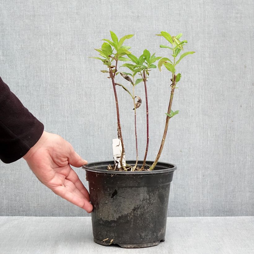 Phlox paniculata Stars and Stripes 2L/3L pot sample as delivered in autumn